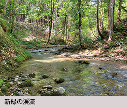 新緑の渓流